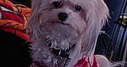 Lucky is registered to the contest to win money with this photo: dog, pet, white_dog, sweater, clothing, bed, indoor, furniture, household, fridge, text_overlay, holiday, new_year, cute, small_dog, fur, collar, tag, cozy, portrait