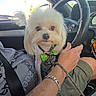 Lucky joined the competition — help win amazing prizes! dog, white_dog, pet, car, steering_wheel, person, seatbelt, tattoo, bracelet, green_bow_tie, leash, window, sky, sunlight, casual_clothing, shorts, hand, keys, dashboard, interior