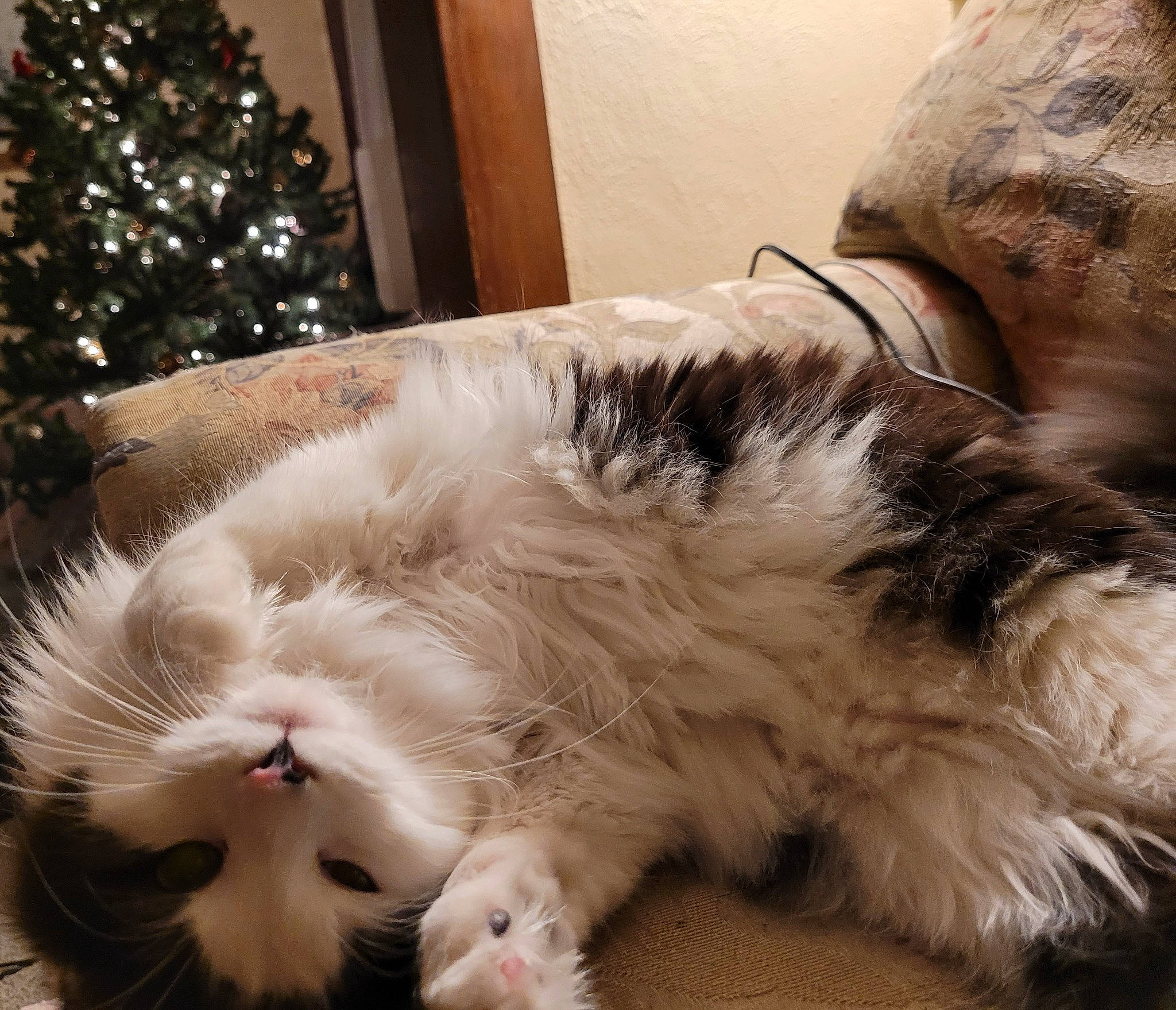 Miss Pow Pow joined the competition — help win amazing prizes! carnivore, cat, christmas_tree, claw, comfort, companion_dog, conifer, domestic_short_haired_cat, event, eye, felidae, fur, holiday, lap, nap, paw, small_to_medium_sized_cats, snout, tail, whiskers