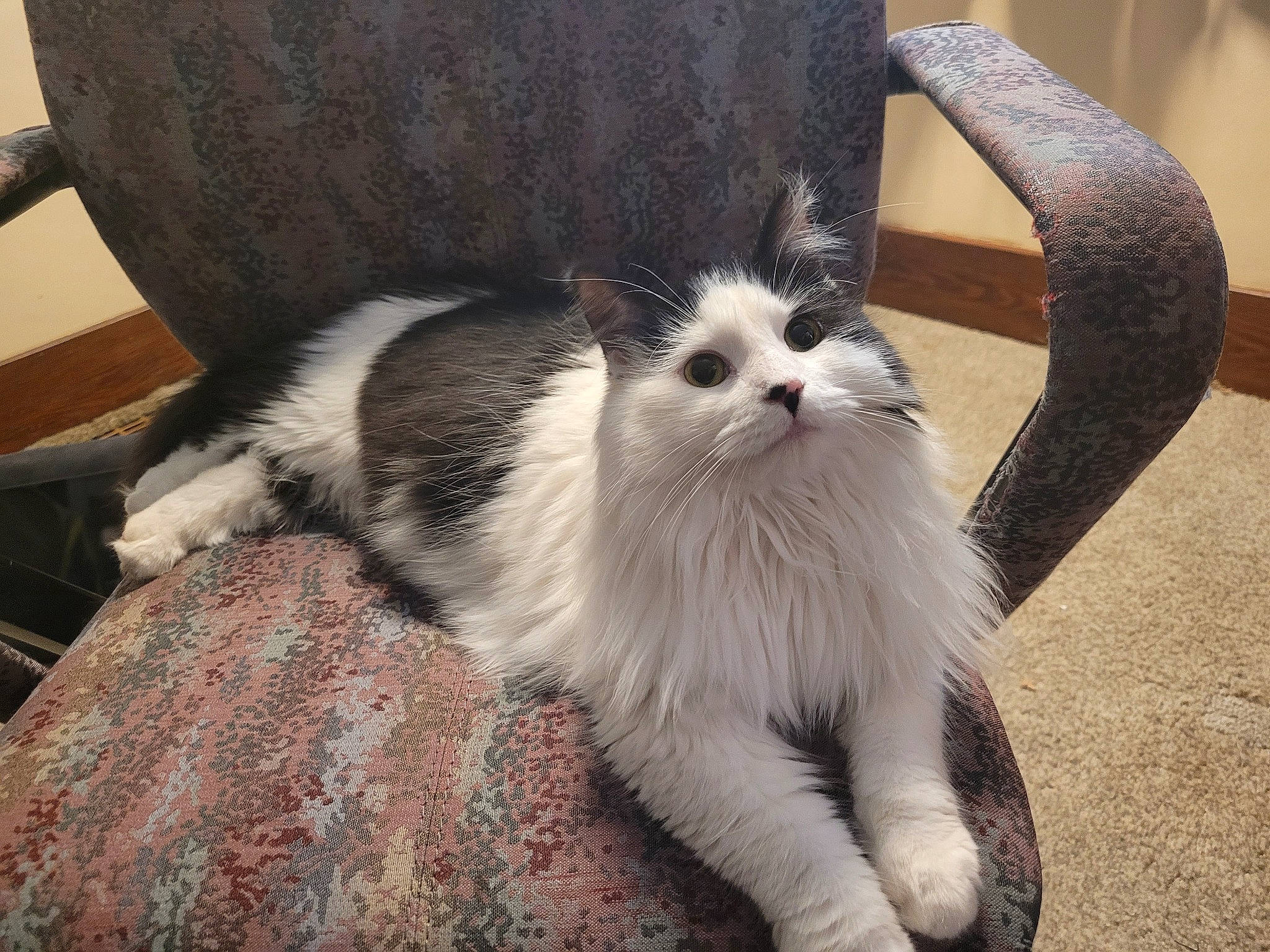 Miss Pow Pow joined the competition — help win amazing prizes! carnivore, cat, claw, comfort, domestic_short_haired_cat, fawn, felidae, foot, fur, hardwood, paw, sitting, small_to_medium_sized_cats, snout, tail, terrestrial_animal, whiskers, wood