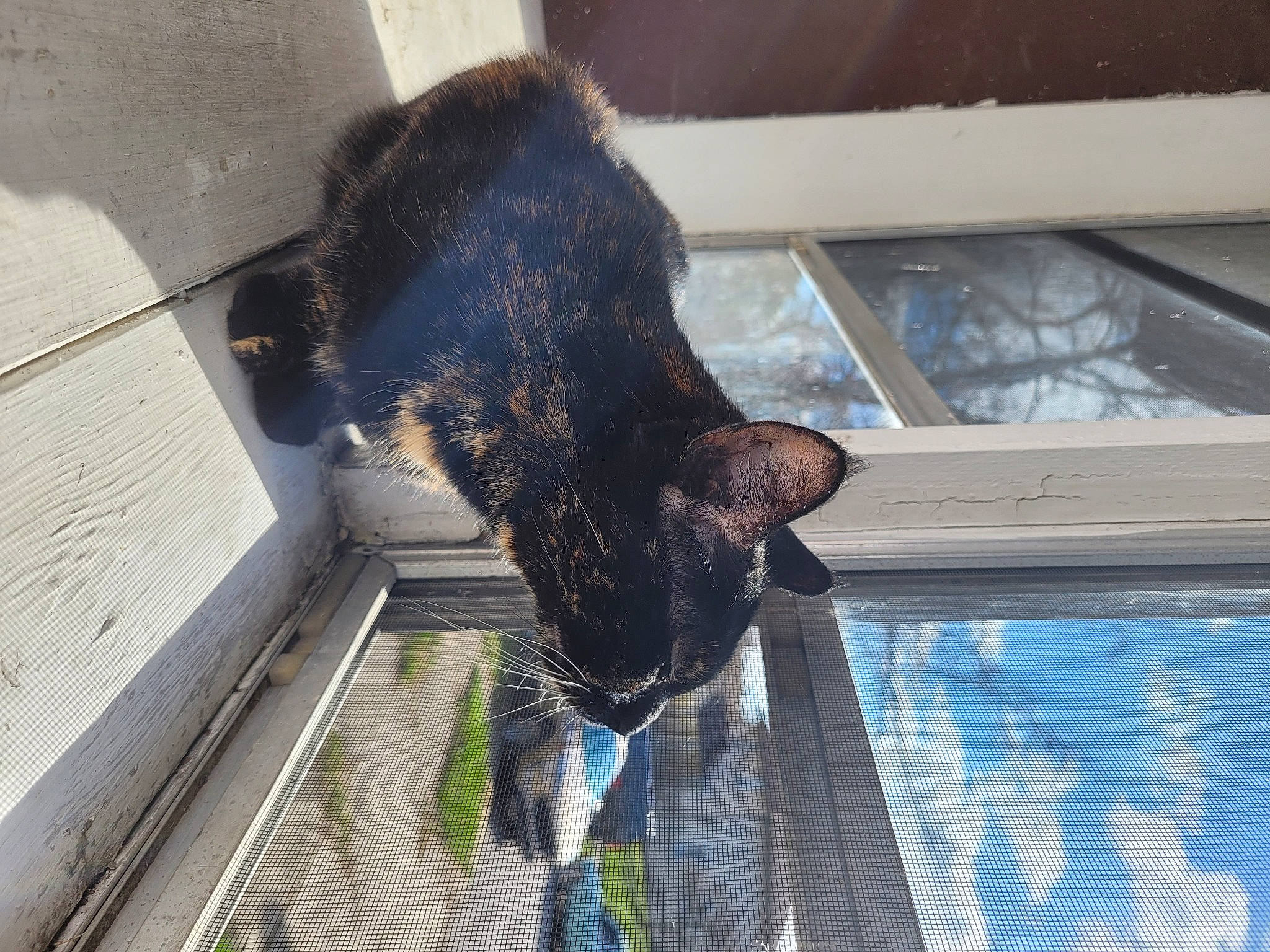 Nia joined the competition — help win amazing prizes! canidae, carnivore, cat, dog_breed, domestic_short_haired_cat, fawn, felidae, fur, human_leg, small_to_medium_sized_cats, snout, sporting_group, tail, terrestrial_animal, whiskers, window