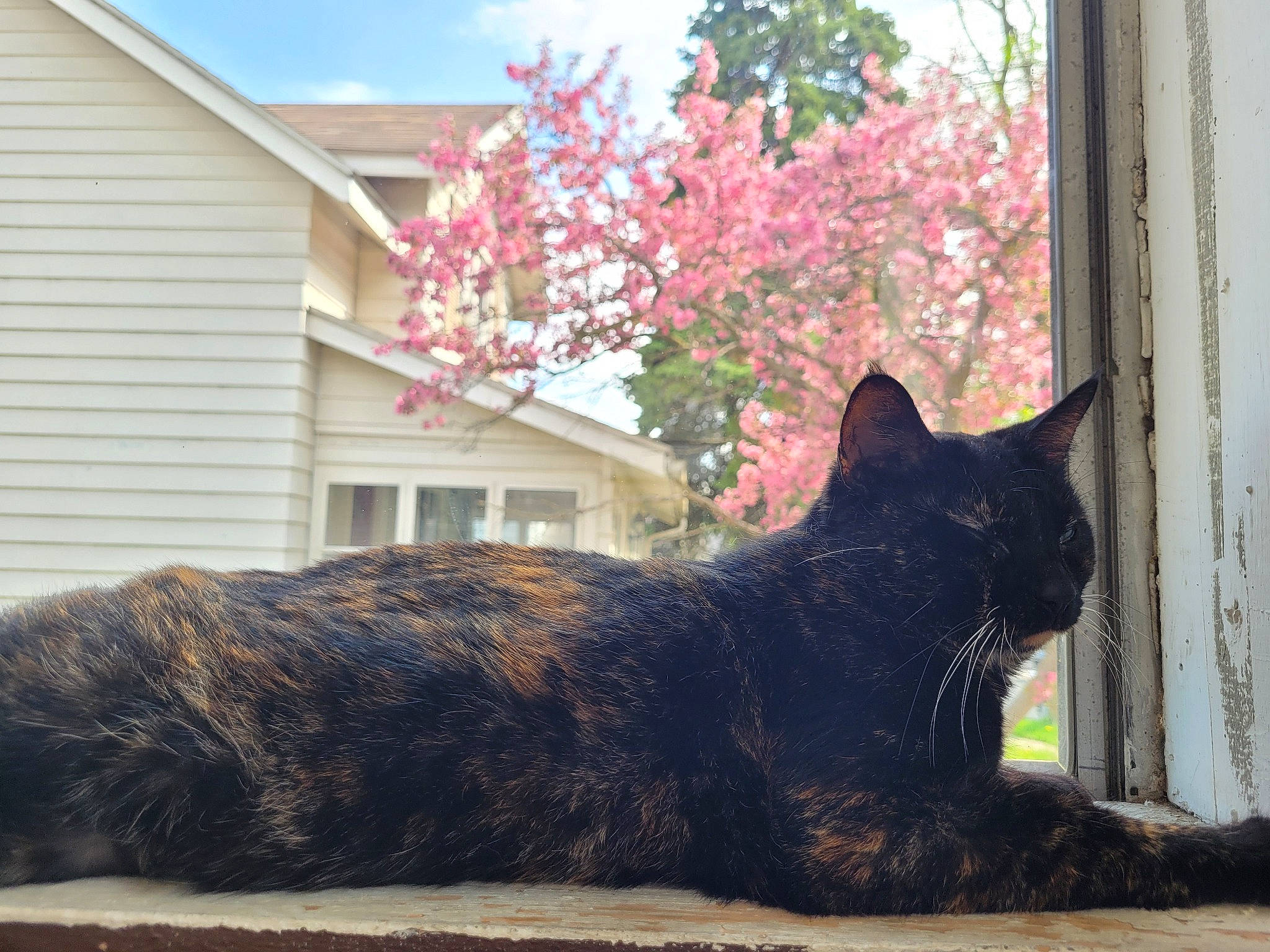 Nia is registered to the contest to win money with this photo: black_cat, building, carnivore, cat, cloud, felidae, flower, flowerpot, grass, grey, houseplant, plant, sky, small_to_medium_sized_cats, snout, tail, tints_and_shades, tree, whiskers, window