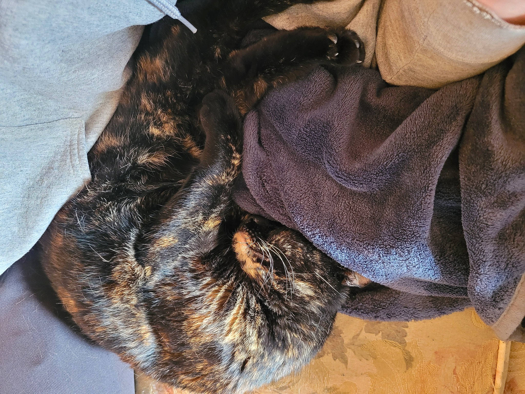 Nia is registered to the contest to win money with this photo: brown, canidae, carnivore, cat, claw, comfort, dog_breed, domestic_short_haired_cat, fawn, felidae, fur, liver, pattern, paw, small_to_medium_sized_cats, snout, sporting_group, tail, textile, whiskers