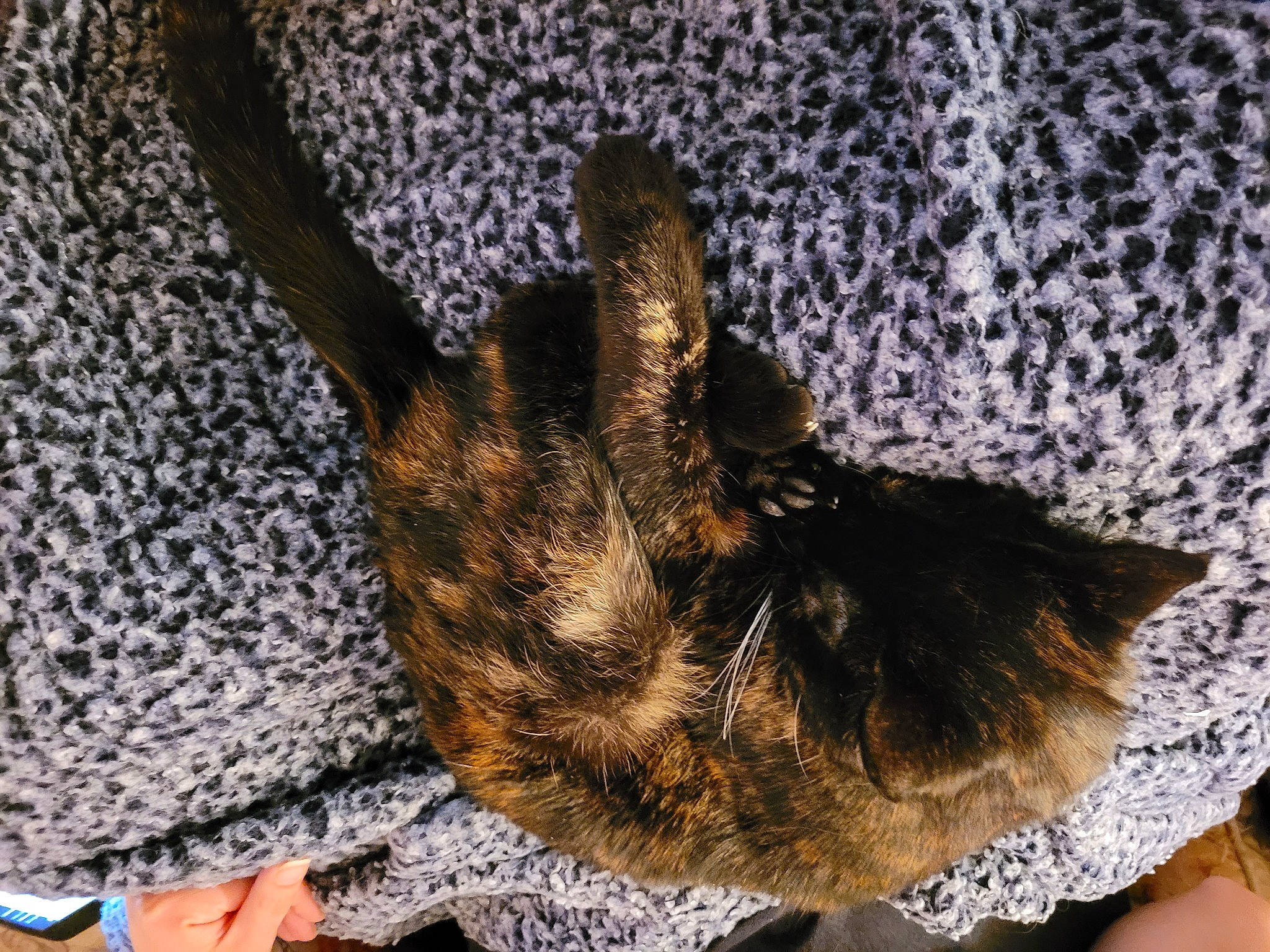 Nia joined the competition — help win amazing prizes! canidae, carnivore, cat, claw, dog_breed, domestic_short_haired_cat, fawn, felidae, fur, gesture, human_leg, pattern, paw, small_to_medium_sized_cats, snout, sporting_group, tail, textile, whiskers, wool