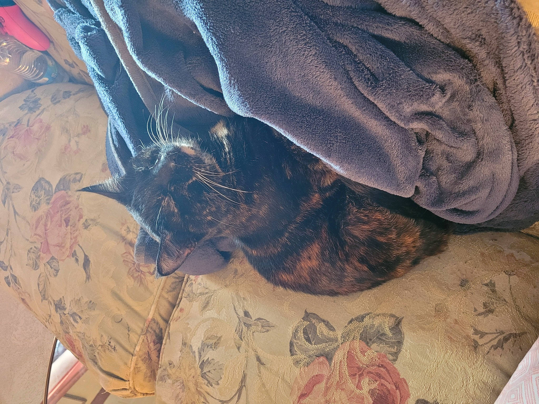 Nia is registered to the contest to win money with this photo: beard, carnivore, comfort, denim, electric_blue, fashion_accessory, fawn, feather, felidae, foot, fur, human_leg, linens, pattern, sleeve, small_to_medium_sized_cats, tail, textile, tints_and_shades, whiskers