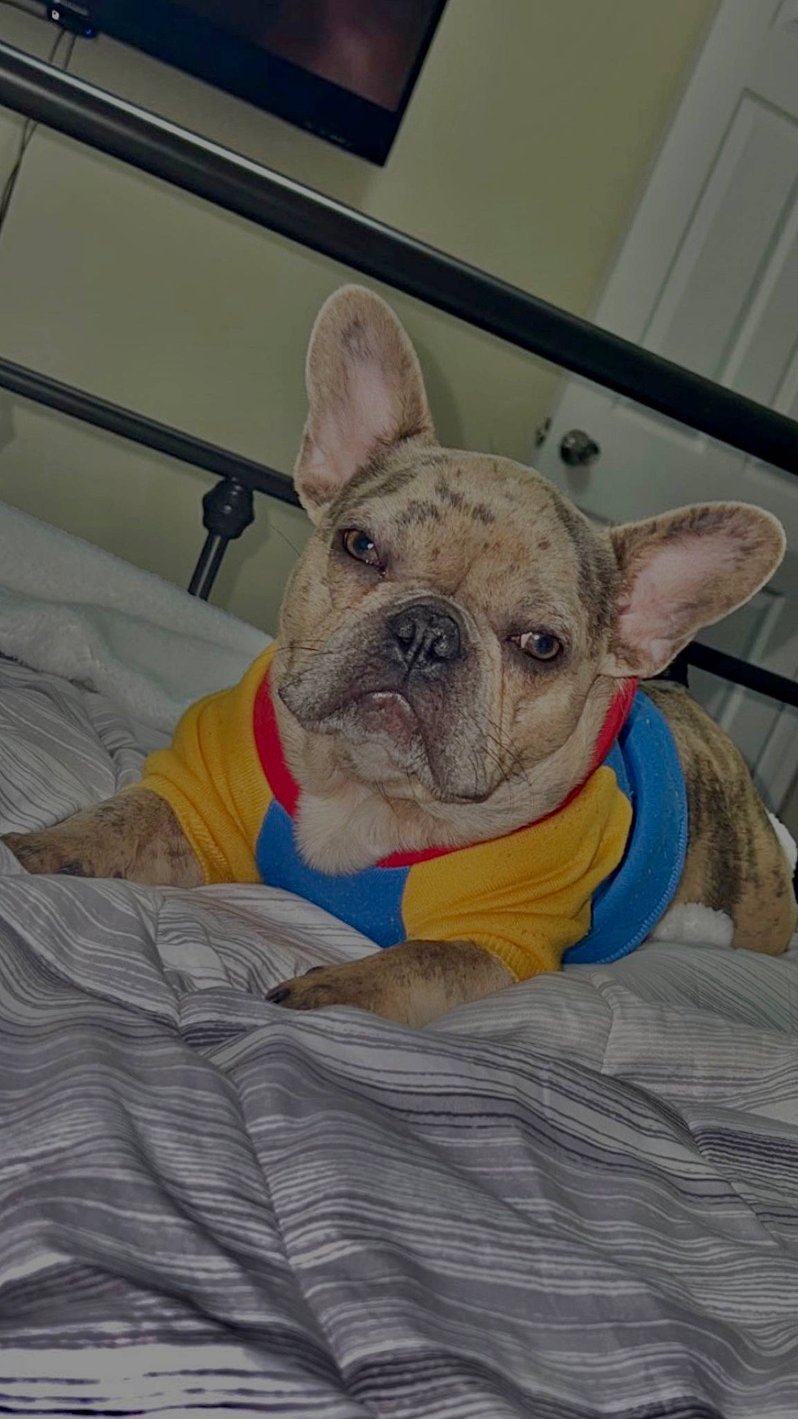 Fifty Cent is registered to the contest to win money with this photo: bulldog, canidae, carnivore, comfort, companion_dog, dog, dog_breed, ear, fawn, felidae, french_bulldog, linens, non_sporting_group, snout, terrestrial_animal, toy_dog, whiskers, working_animal, wrinkle