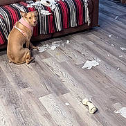 Harley joined the competition — help win amazing prizes! dog, sitting_dog, pink_harness, guilty_look, shredded_paper, torn_tissue, sofa, striped_blanket, hardwood_floor, chew_bone, living_room, shoes, boot_rack, furniture, mess, pet_misbehavior, looking_at_camera, ripped_paper, home_interior, upholstery