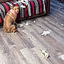 dog, sitting_dog, pink_harness, guilty_look, shredded_paper, torn_tissue, sofa, striped_blanket, hardwood_floor, chew_bone, living_room, shoes, boot_rack, furniture, mess, pet_misbehavior, looking_at_camera, ripped_paper, home_interior, upholstery