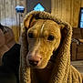 Harley is registered to the contest to win money with this photo: dog, blanket, hood, brown_fur, close_up, indoor, couch, living_room, big_eyes, nose, pet, cozy, portrait, fur, whiskers, wood_paneling, sofa, hand, warm_lighting, looking_at_camera