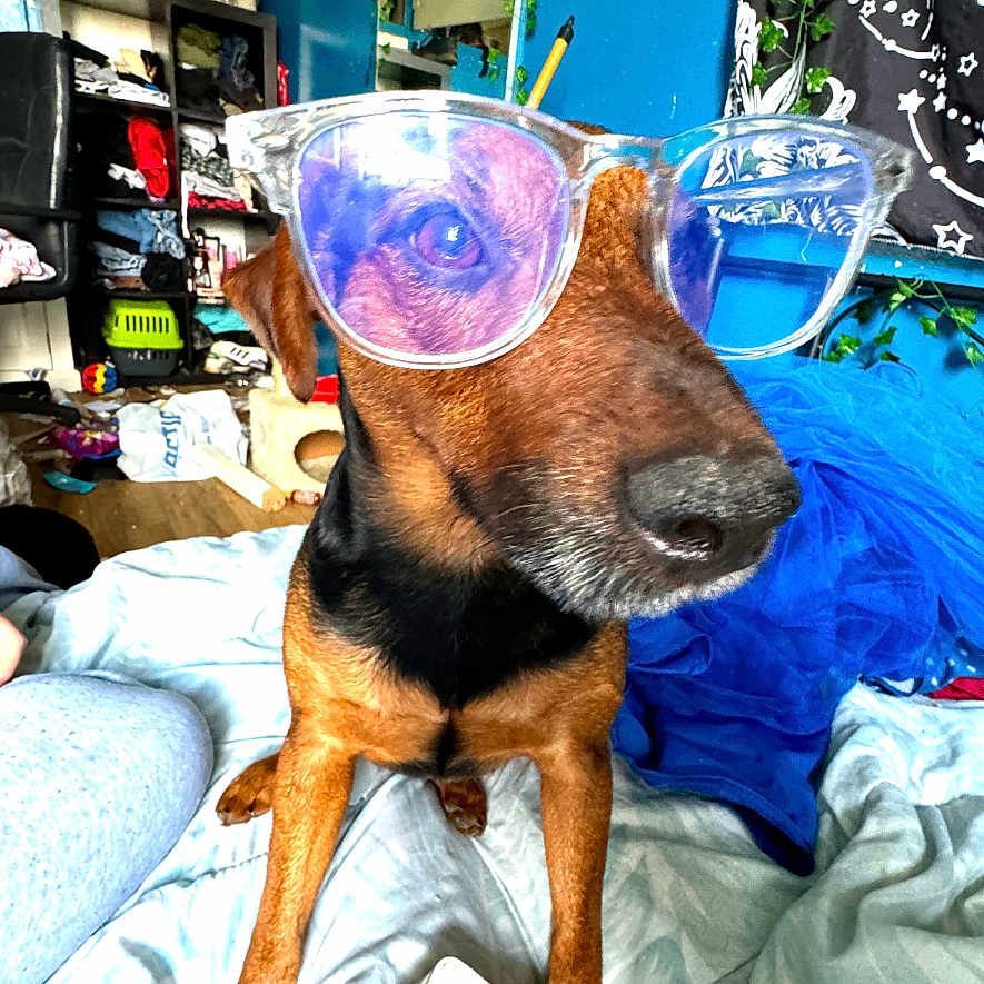 Zeref participe au concours pour gagner de l'argent avec cette photo : accessories, animal, bed, bedroom, canine, dog, face, furniture, glasses, goggles, head, hound, indoors, person, pet, photography, portrait, puppy, room, sunglasses