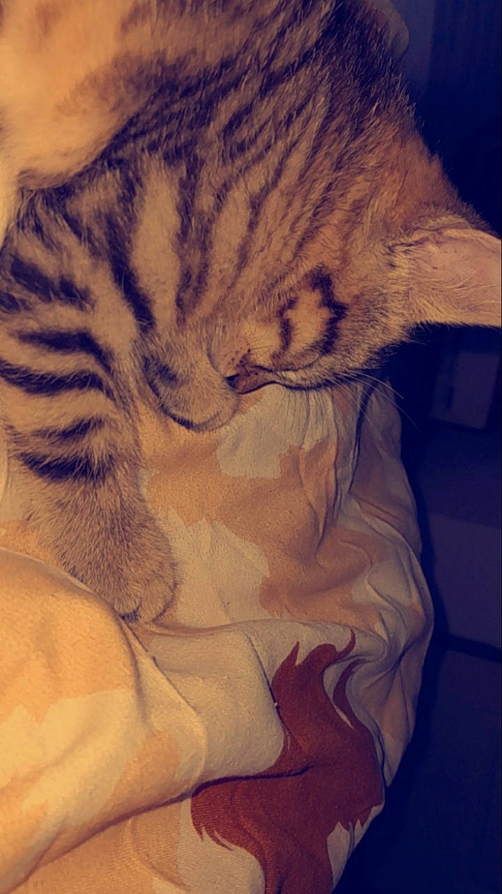 Simba participe au concours pour gagner de l'argent avec cette photo : big_cats, carnivore, cat, cloud, comfort, ear, eye, fawn, felidae, fur, gesture, hair, human_body, paw, sky, small_to_medium_sized_cats, snout, tail, textile, whiskers