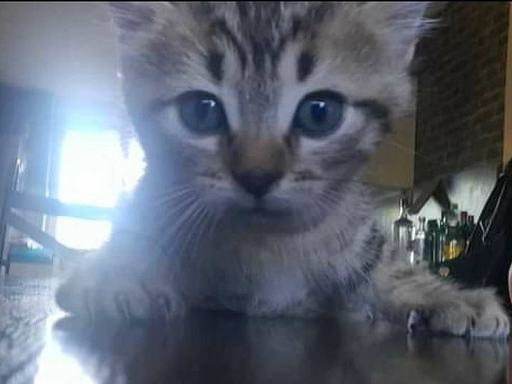 Simba a rejoint le concours — aidez-le/la à gagner de superbes lots ! carnivore, cat, cat_supply, domestic_short_haired_cat, felidae, fur, paw, pet_supply, photo_caption, small_to_medium_sized_cats, snout, terrestrial_animal, whiskers, wildlife