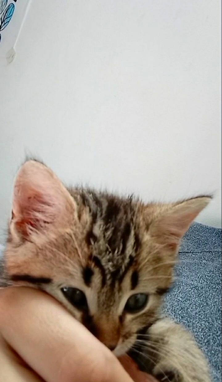 Simba participe au concours pour gagner de l'argent avec cette photo : carnivore, cat, claw, comfort, domestic_short_haired_cat, fawn, felidae, flooring, fur, human_leg, nap, paw, sleep, small_to_medium_sized_cats, snout, tail, terrestrial_animal, whiskers, wood