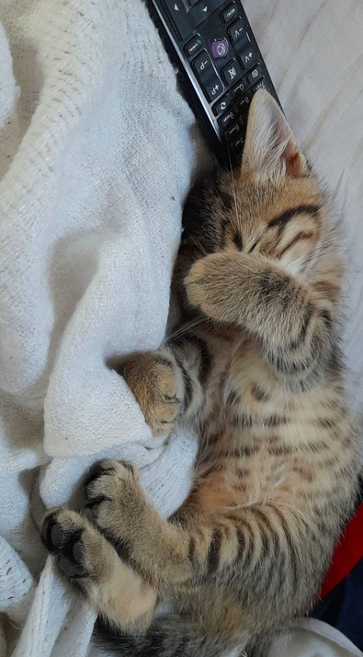 Simba participe au concours pour gagner de l'argent avec cette photo : big_cats, carnivore, cat, claw, comfort, domestic_short_haired_cat, fawn, felidae, fur, guitar, guitar_accessory, musical_instrument, paw, remote_control, small_to_medium_sized_cats, snout, string_instrument_accessory, tail, terrestrial_animal, whiskers