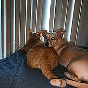 Nala is registered to the contest to win money with this photo: animal, bed, blanket, brown_dog, cat, companion, cozy, curtains, dog, domestic, ears, fur, indoor, looking_at_camera, orange_cat, pet, resting, snuggling, tail, vertical_blinds