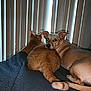 animal, bed, blanket, brown_dog, cat, companion, cozy, curtains, dog, domestic, ears, fur, indoor, looking_at_camera, orange_cat, pet, resting, snuggling, tail, vertical_blinds