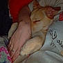 Nala is registered to the contest to win money with this photo: arm, bed, blanket, closeup, clothing, comfort, cozy, dog, fur, hand, indoors, pajamas, paw, person, resting, ring, skin, sleeping, snuggling, tattoo
