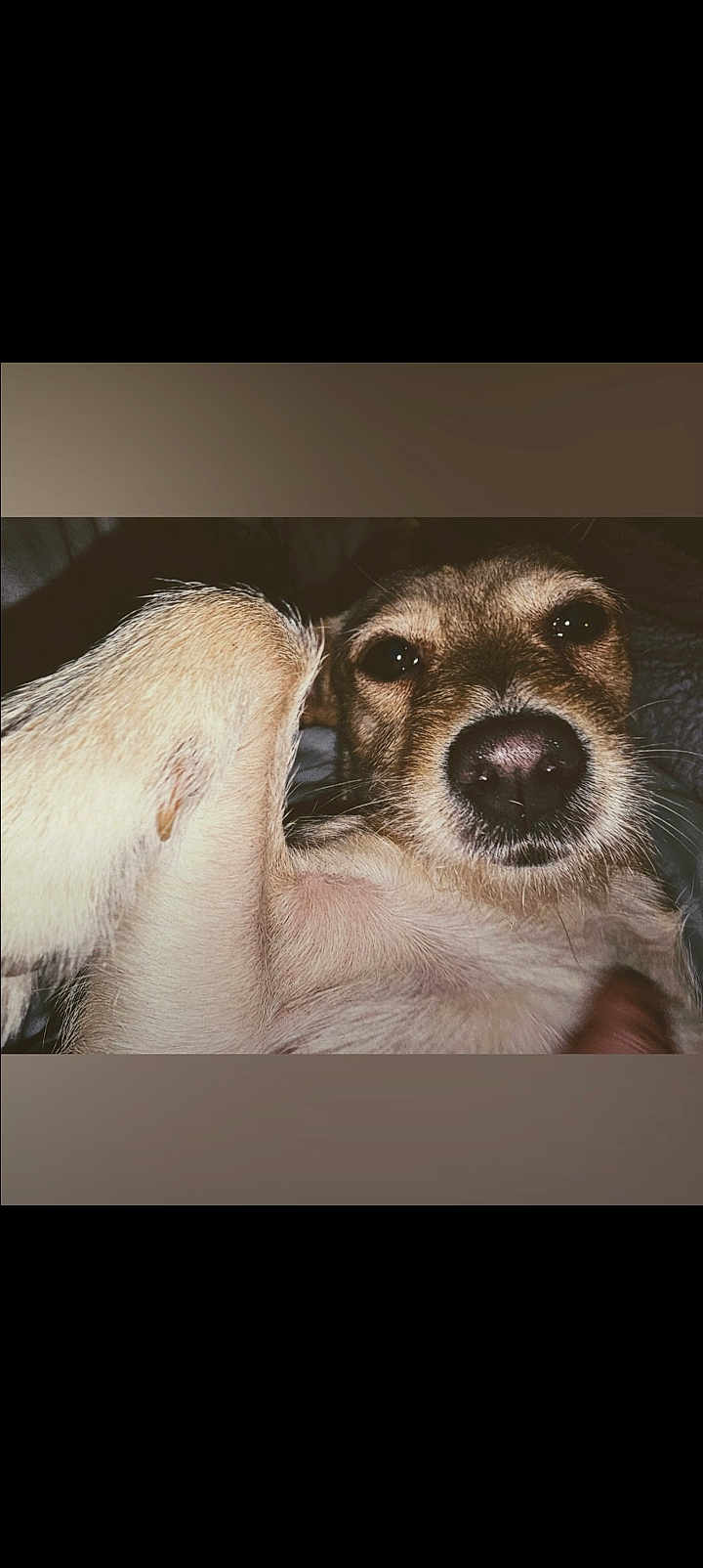 Nala
