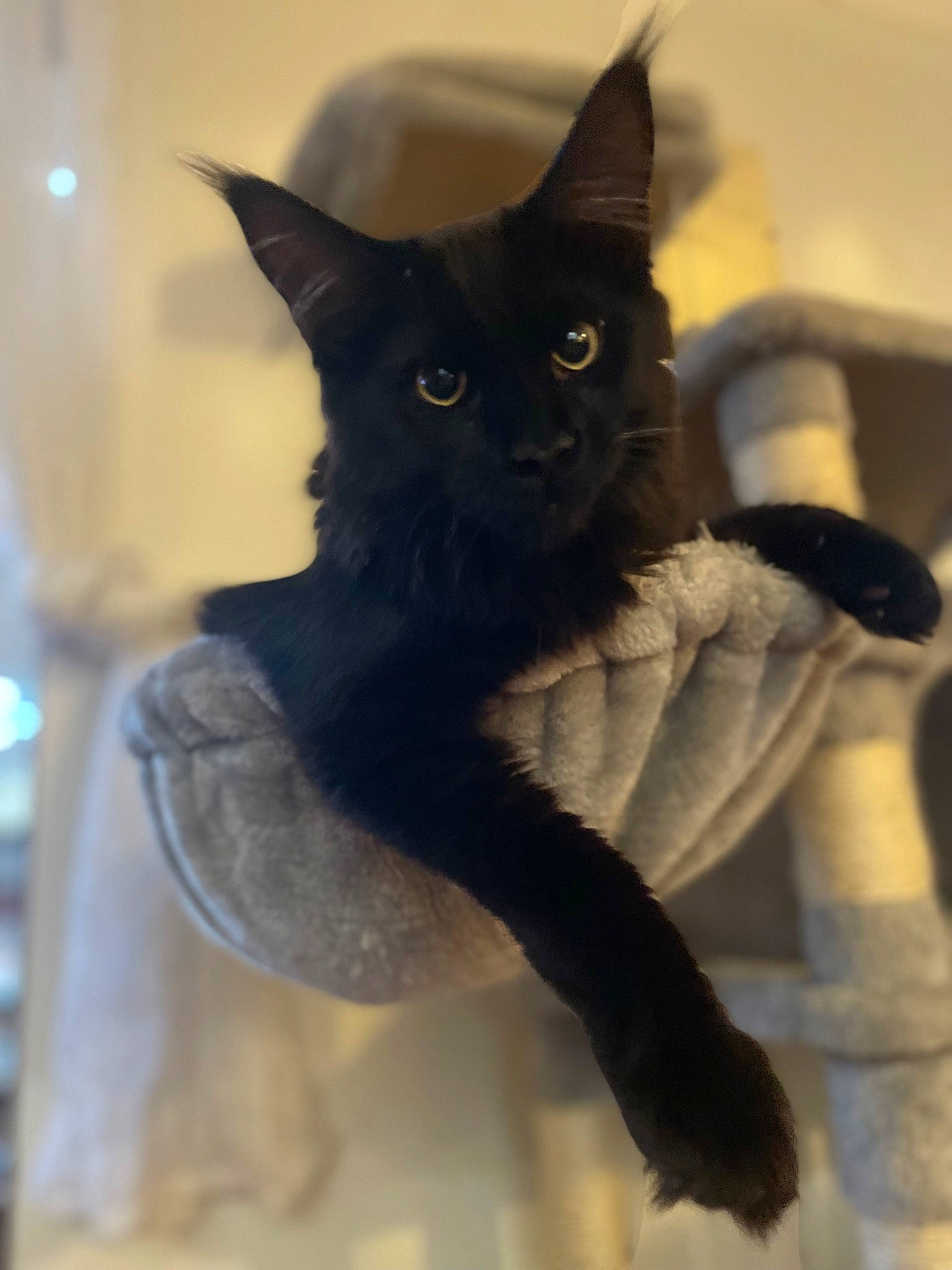 Louie joined the competition — help win amazing prizes! black_cat, bombay, carnivore, cat, claw, domestic_short_haired_cat, electric_blue, eye, felidae, fur, gesture, head, iris, paw, small_to_medium_sized_cats, snout, stairs, tail, whiskers, window