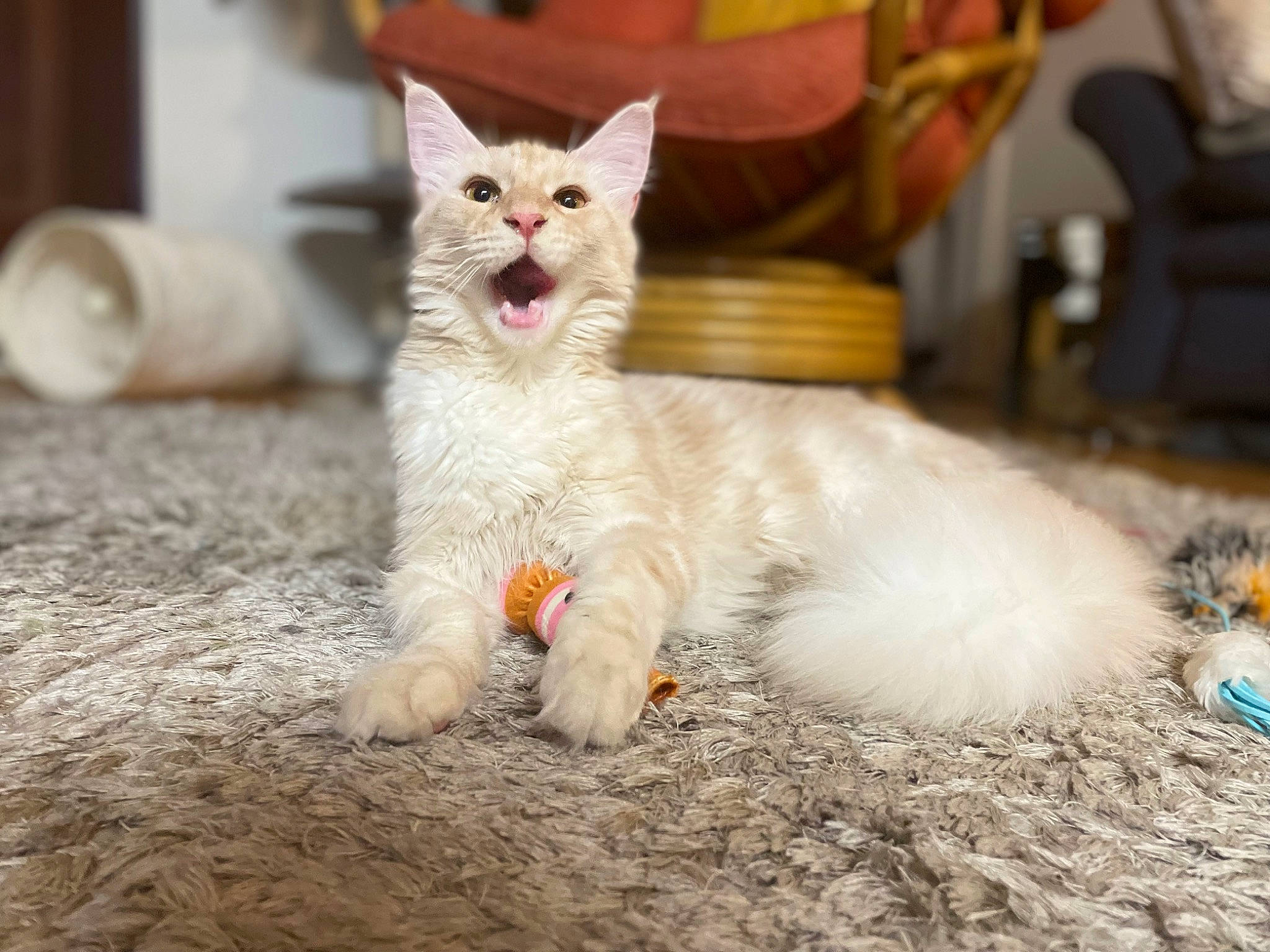 Pippa is registered to the contest to win money with this photo: carnivore, cat, chair, claw, comfort, domestic_short_haired_cat, felidae, fur, houseplant, paw, sitting, small_to_medium_sized_cats, soil, tail, terrestrial_animal, whiskers