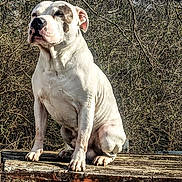Azul is registered to the contest to win money with this photo: dog, white_dog, sitting, bench, outdoor, nature, trees, branches, sunlight, close_eyes, wood, animal, pet, quiet, calm, daytime, fur, muzzle, ears, peaceful
