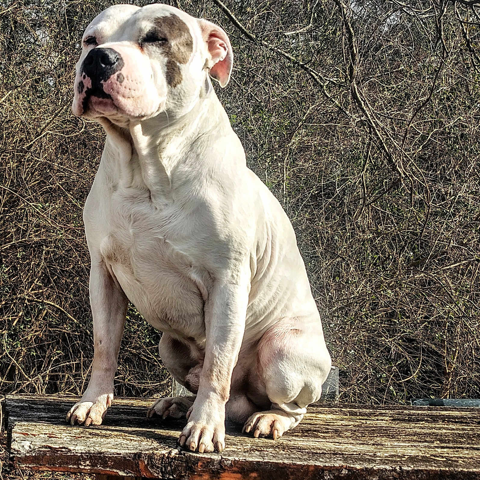 Azul is registered to the contest to win money with this photo: dog, white_dog, sitting, bench, outdoor, nature, trees, branches, sunlight, close_eyes, wood, animal, pet, quiet, calm, daytime, fur, muzzle, ears, peaceful