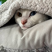 Nala participe au concours pour gagner de l'argent avec cette photo : animal, blanket, cat, closeup, comfort, cozy, cute, face, fur, heterochromia, indoor, pet, pink_nose, relaxed, resting, snug, soft_texture, warm, whiskers, white_cat