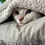 animal, blanket, cat, closeup, comfort, cozy, cute, face, fur, heterochromia, indoor, pet, pink_nose, relaxed, resting, snug, soft_texture, warm, whiskers, white_cat