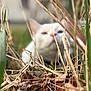 Nala participe au concours pour gagner de l'argent avec cette photo : animal, background_blur, blurred, brown, camouflage, cat, closeup, dry_grass, feline, grass, green, hide, leaves, nature, outdoor, pet, plant, soft_focus, white_cat, wildlife