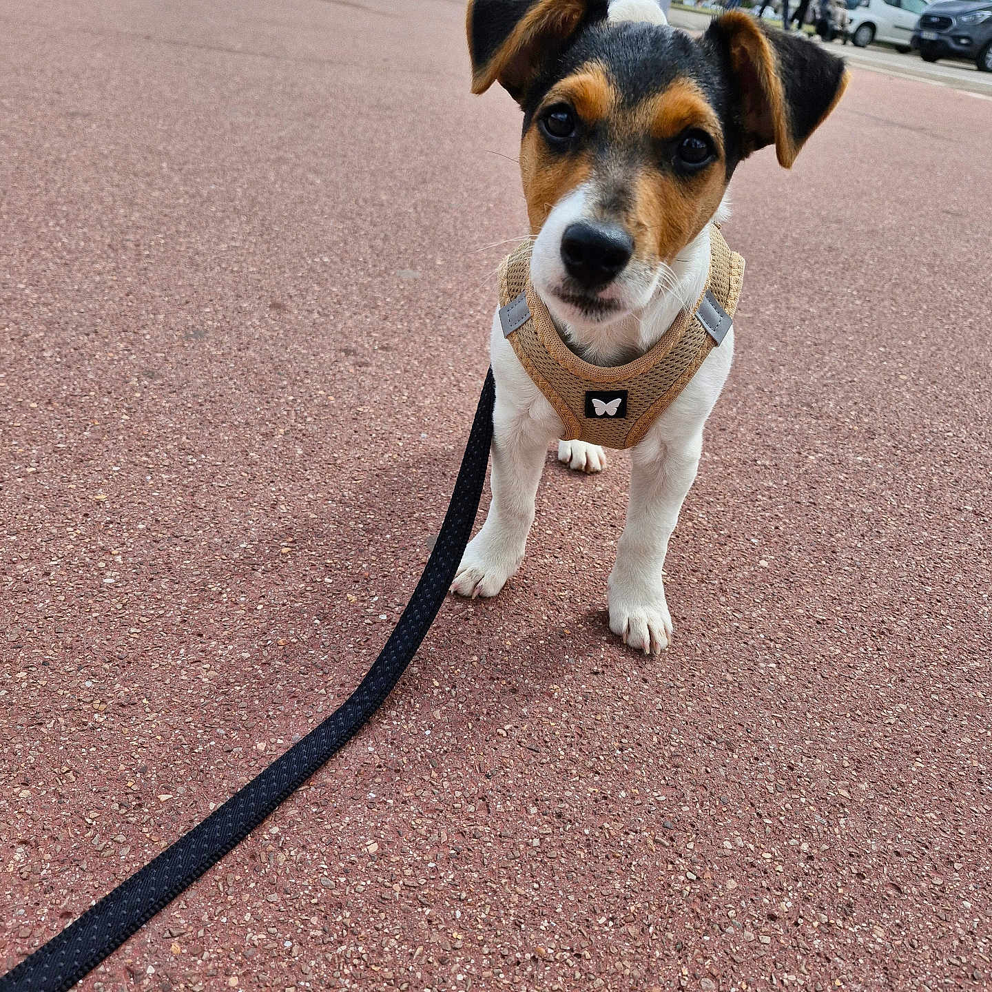 Vaillant participe au concours pour gagner de l'argent avec cette photo : accessories, animal, canine, car, clothing, dog, footwear, hound, leash, path, person, pet, puppy, road, shoe, strap, tarmac, tire, transportation, vehicle