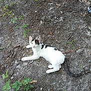 Jeff is registered to the contest to win money with this photo: cat, black_and_white, animal, pet, outdoor, dirt, leaves, plant, nature, curious, lying_down, ground, tail, fur, whiskers, eyes, ears, mammal, young, relaxed