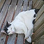 cat, black_and_white, wooden_swing, outdoor, relaxed, animal, pet, fur, whiskers, tail, wood, planks, daylight, resting, nature, domestic_cat, feline, bench, leisure, sleepy