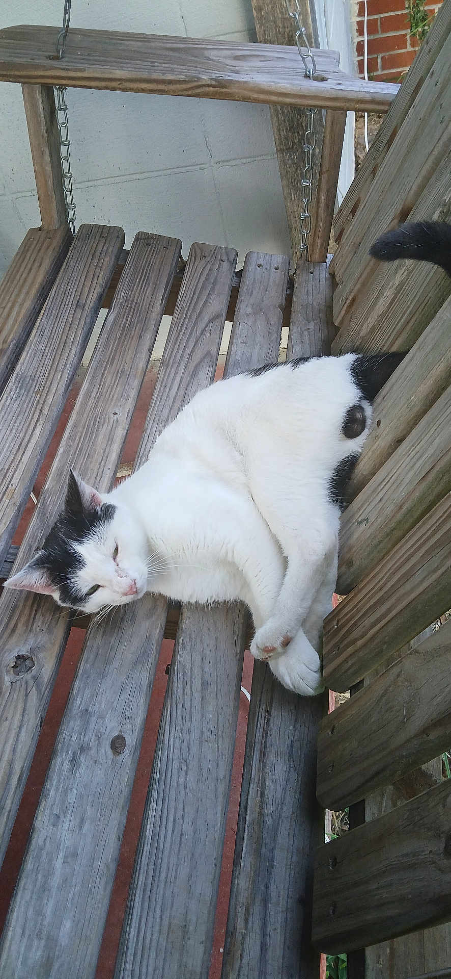 Jeff joined the competition — help win amazing prizes! cat, black_and_white, wooden_swing, outdoor, relaxed, animal, pet, fur, whiskers, tail, wood, planks, daylight, resting, nature, domestic_cat, feline, bench, leisure, sleepy