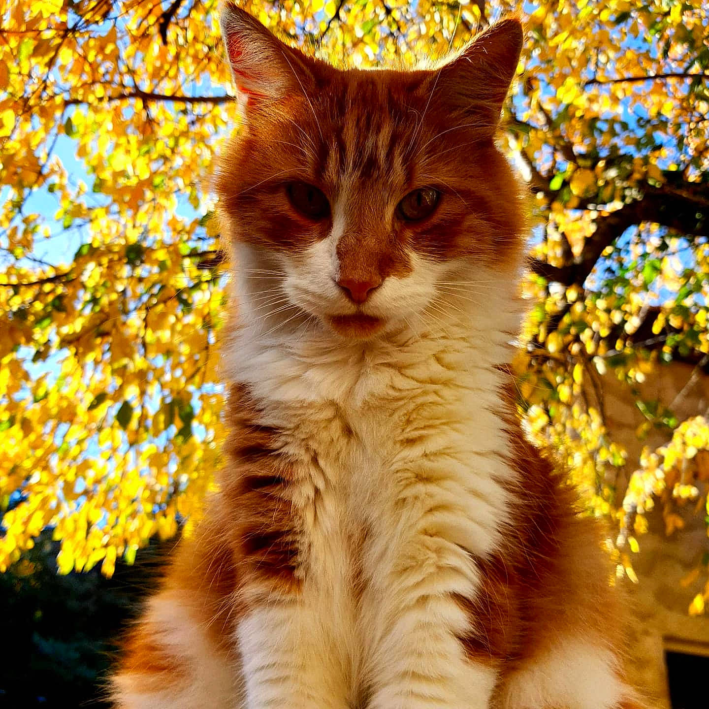 Mousse participe au concours pour gagner de l'argent avec cette photo : aegean_cat, american_wirehair, asian, carnivore, cat, cymric, domestic_short_haired_cat, european_shorthair, fawn, felidae, fur, kitten, mammal, norwegian_forest_cat, plant, small_to_medium_sized_cats, snout, tabby_cat, tree, whiskers