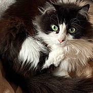 Rubby participe au concours pour gagner de l'argent avec cette photo : cat, fluffy, black_and_white, green_eyes, pet, animal, feline, domestic_cat, fur, whiskers, tail, resting, blanket, cozy, cute, indoor, closeup, portrait, soft, relaxed