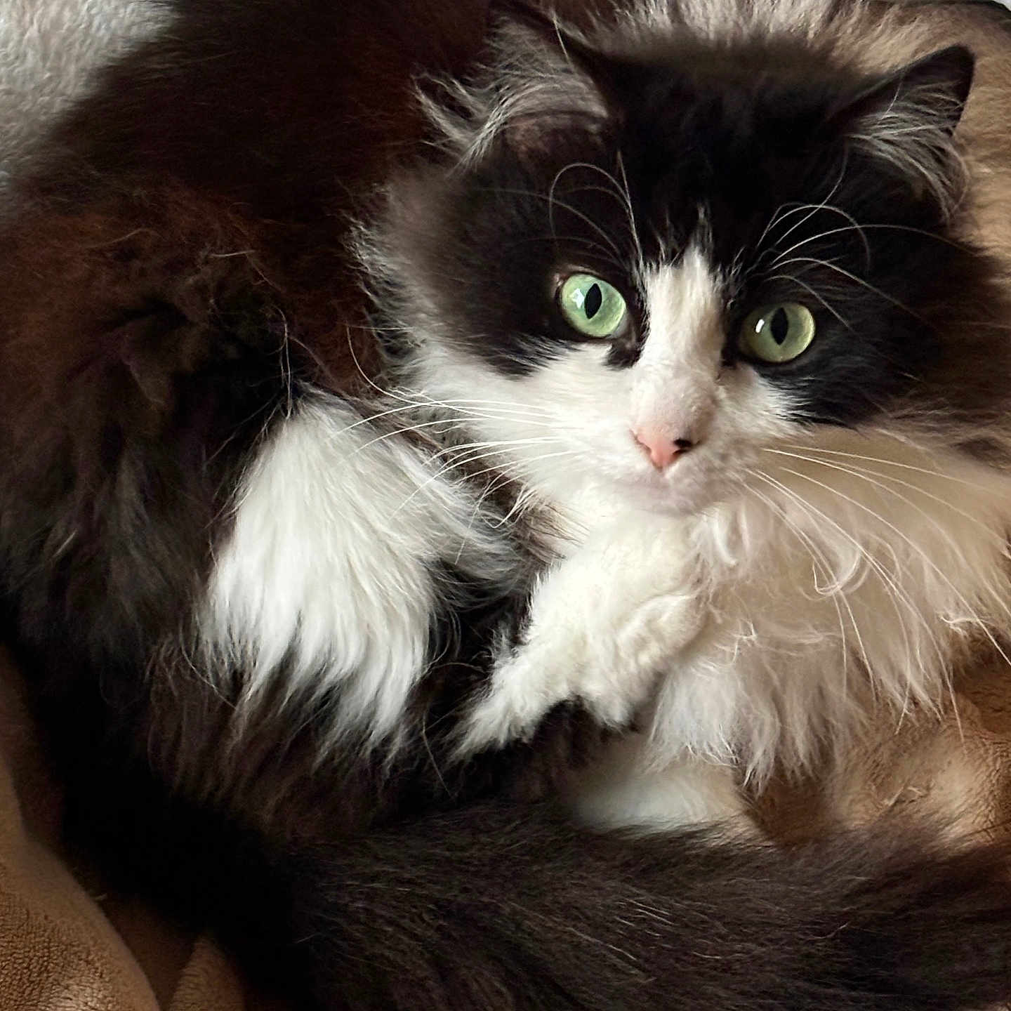Rubby participe au concours pour gagner de l'argent avec cette photo : animal, black_and_white, blanket, cat, closeup, cozy, cute, domestic_cat, feline, fluffy, fur, green_eyes, indoor, pet, portrait, relaxed, resting, soft, tail, whiskers