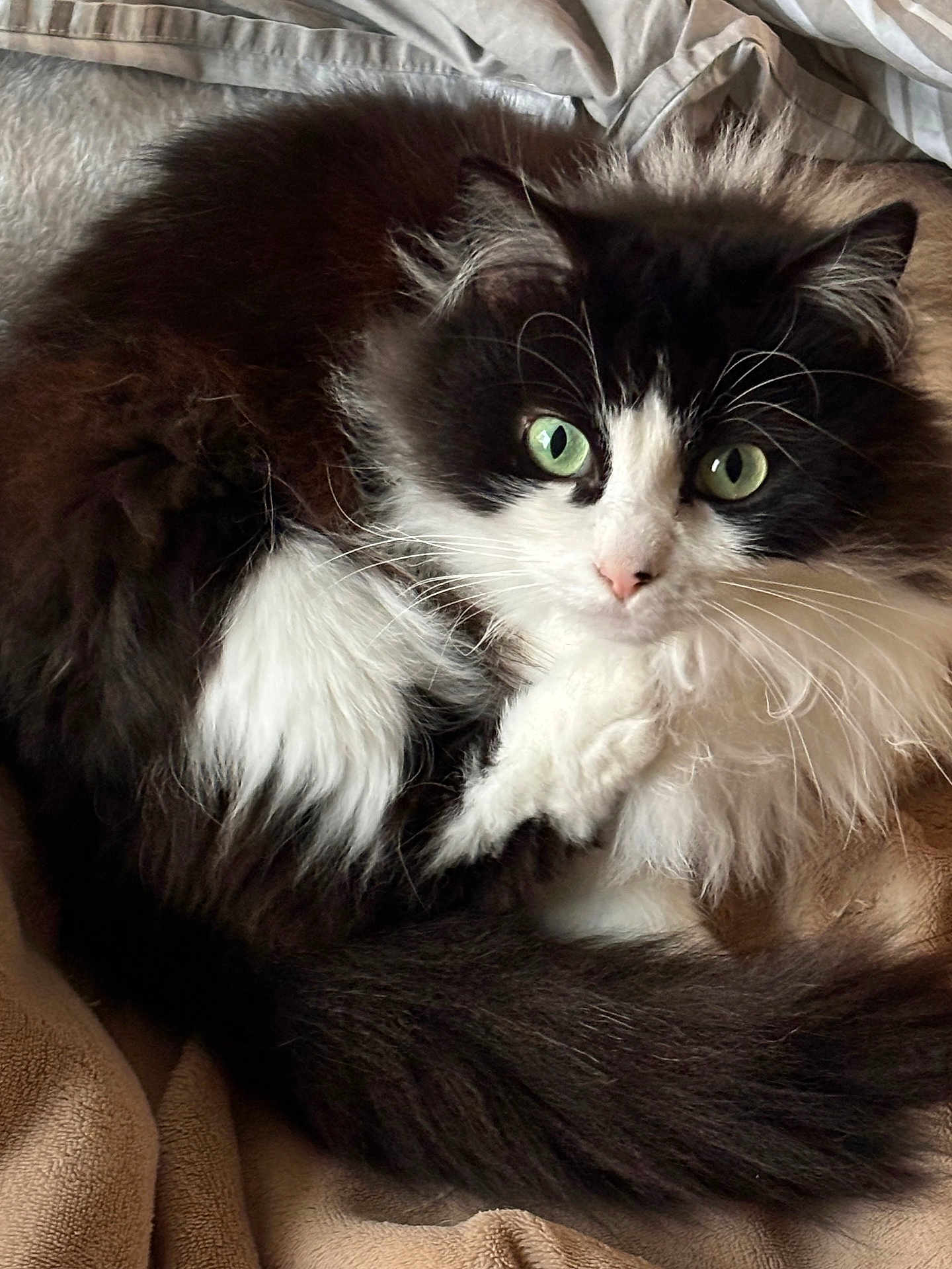 Rubby participe au concours pour gagner de l'argent avec cette photo : cat, fluffy, black_and_white, green_eyes, pet, animal, feline, domestic_cat, fur, whiskers, tail, resting, blanket, cozy, cute, indoor, closeup, portrait, soft, relaxed