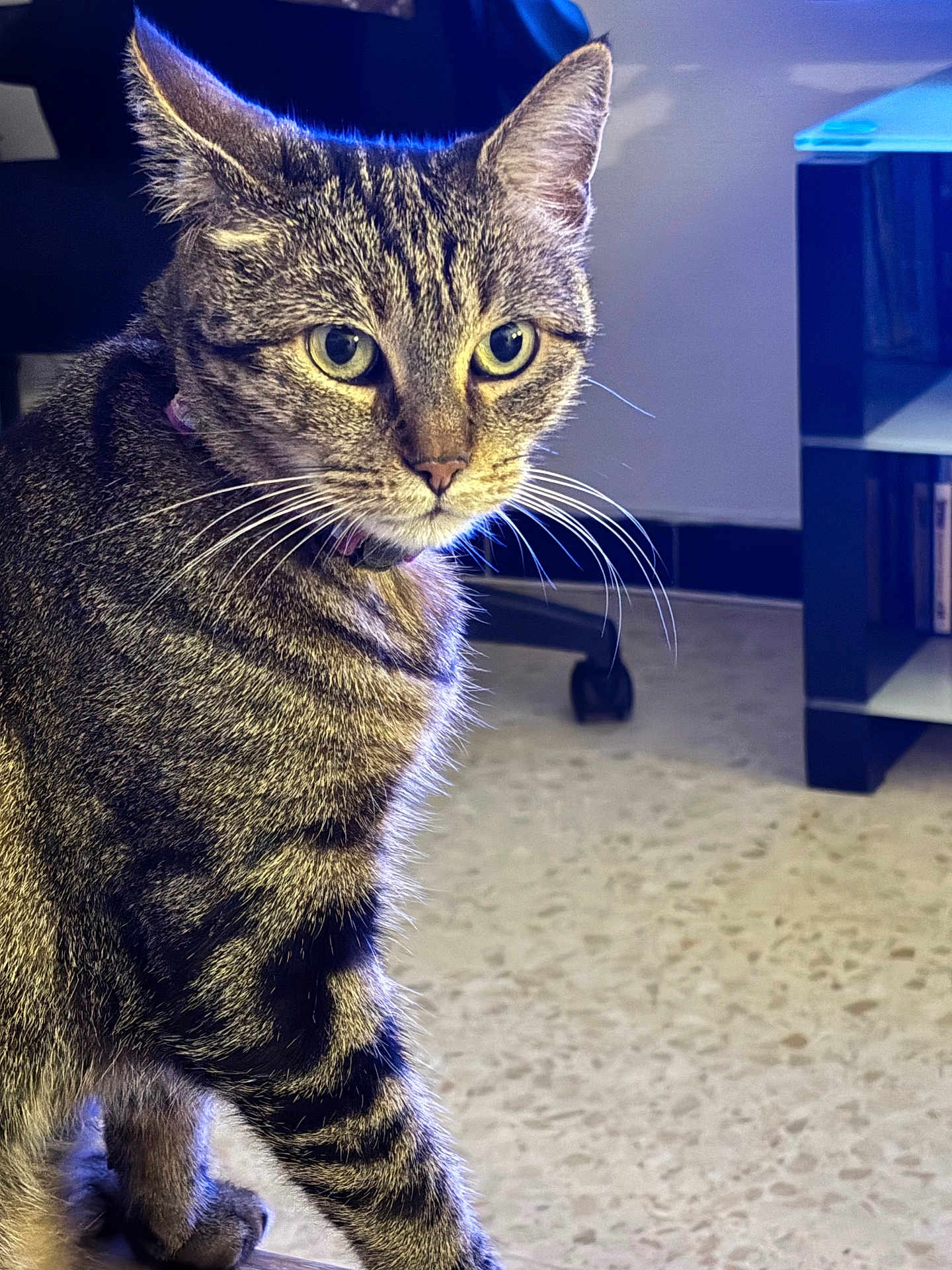 Ruby participe au concours pour gagner de l'argent avec cette photo : cat, tabby, indoor, feline, pet, whiskers, fur, green_eyes, floor, furniture, chair, table, collar, domestic_animal, closeup, animal, looking, curious, portrait, house
