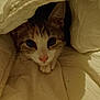 Thya participe au concours pour gagner de l'argent avec cette photo : cat, animal, pet, feline, blanket, cozy, cute, indoor, whiskers, ears, face, fur, nose, paws, resting, soft, comfort, closeup, curious, domestic