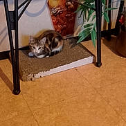 Thya a rejoint le concours — aidez-le/la à gagner de superbes lots ! kitten, cat, calico, scratching_pad, metal_table, vase, plant, floor, indoor, pet, feline, curled_up, looking, decor, home, animal, fur, small, cozy, resting