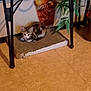 kitten, cat, calico, scratching_pad, metal_table, vase, plant, floor, indoor, pet, feline, curled_up, looking, decor, home, animal, fur, small, cozy, resting