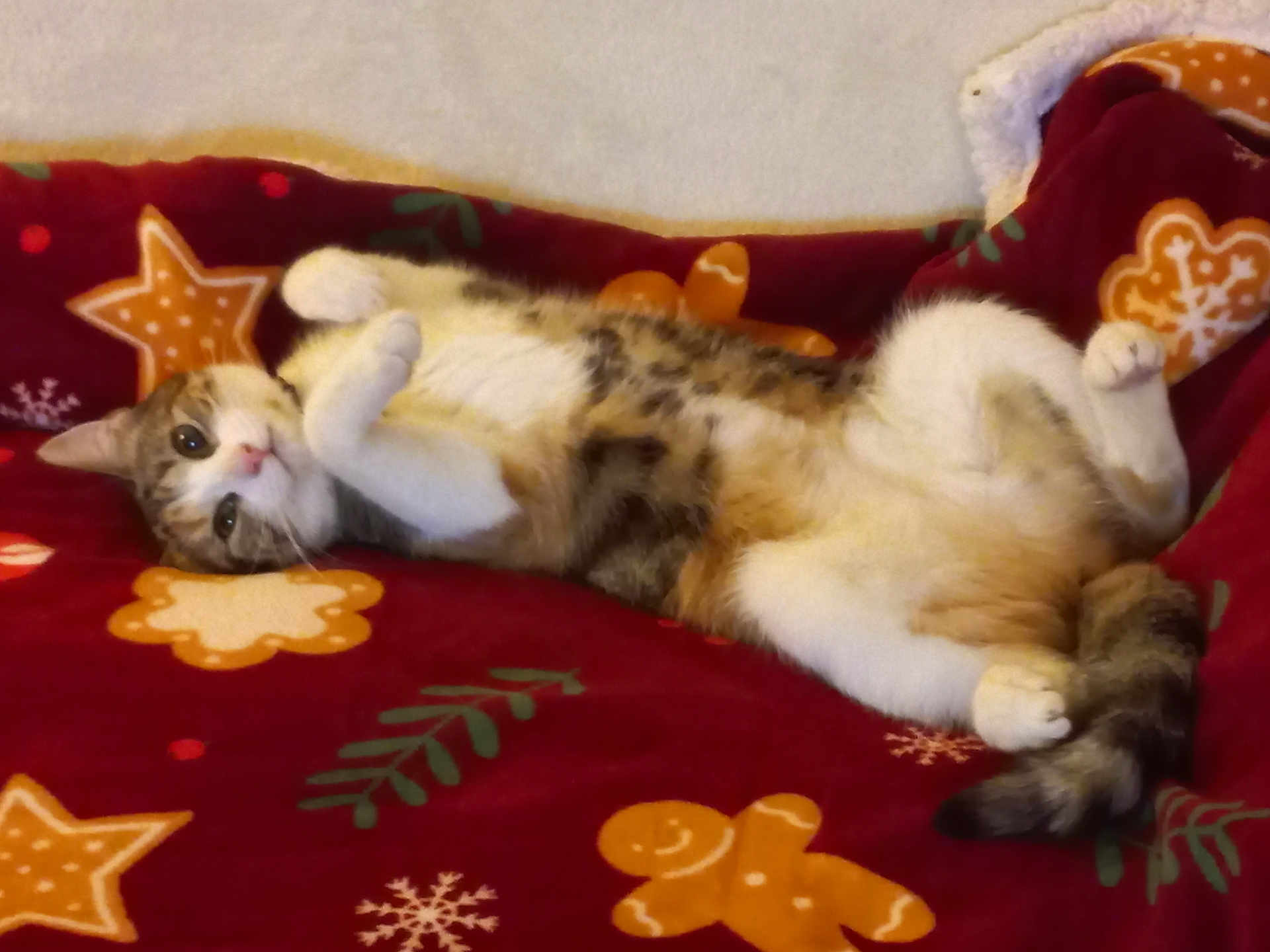 Thya participe au concours pour gagner de l'argent avec cette photo : cat, lying_down, blanket, red, gingerbread_man, star, snowflake, cozy, relaxed, curious, fur, whiskers, paws, indoor, pet, cute, tabby, animal, holiday, patterned