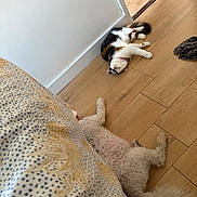 Arillea joined the competition — help win amazing prizes! animal, bedspread, calico_cat, cat, companion, cozy, cute, dog, domestic, floor, fluffy_dog, home, indoor, lying_down, patterned_bedspread, pet, relaxed, resting, white_dog, wooden_floor