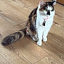 Arillea is registered to the contest to win money with this photo: animal, calico, cat, closeup, collar, curious, domestic_animal, ears, feline, floor, fur, house, indoor, pet, quiet, sitting, tag, tail, whiskers, wood_floor