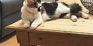 Arillea is registered to the contest to win money with this photo: calico_cat, cat, coffee_table, collar, decorative_bowl, floor, flowers, fur, furniture, indoor, living_room, paws, pet, relaxed, rug, shadow, sofa, vase, whiskers, wooden_table