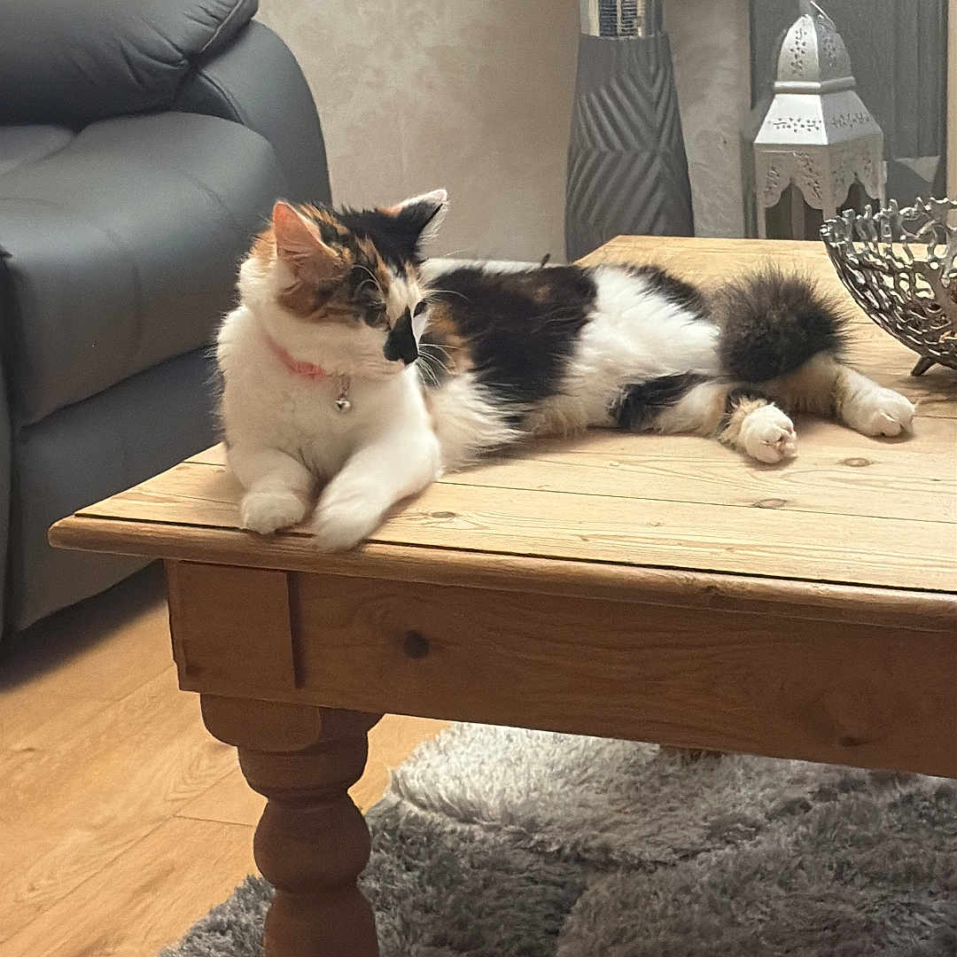 Arillea is registered to the contest to win money with this photo: calico_cat, cat, coffee_table, collar, decorative_bowl, floor, flowers, fur, furniture, indoor, living_room, paws, pet, relaxed, rug, shadow, sofa, vase, whiskers, wooden_table