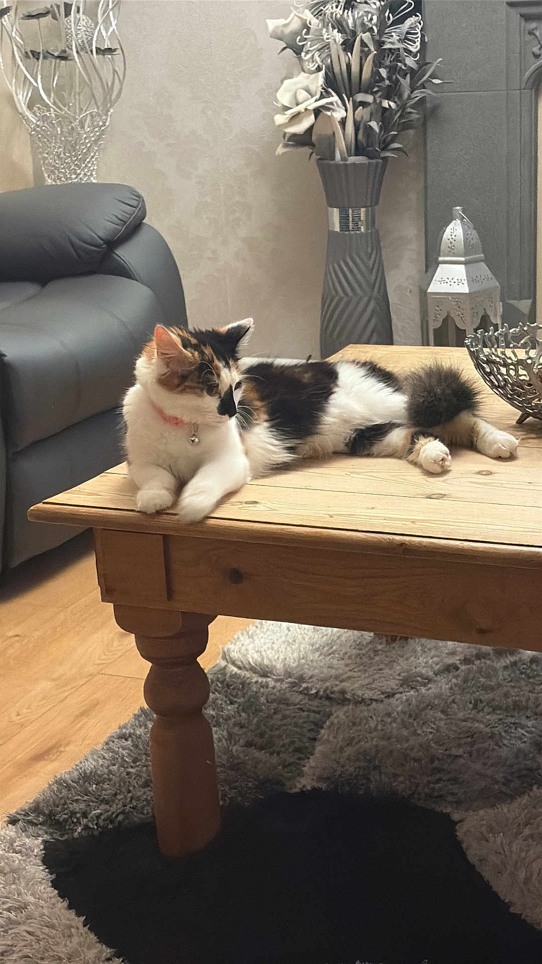Arillea is registered to the contest to win money with this photo: calico_cat, cat, coffee_table, collar, decorative_bowl, floor, flowers, fur, furniture, indoor, living_room, paws, pet, relaxed, rug, shadow, sofa, vase, whiskers, wooden_table