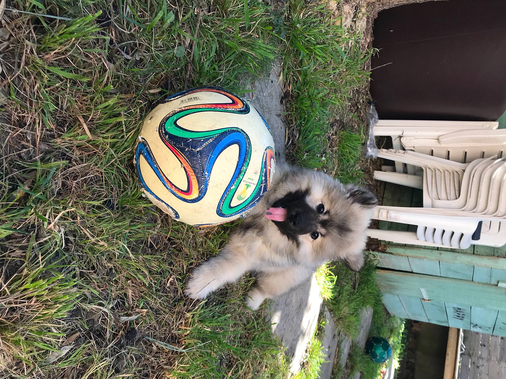 Leya participe au concours pour gagner de l'argent avec cette photo : art, automotive_wheel_system, ball, cat, circle, companion_dog, dog_breed, fashion_accessory, felidae, grass, plant, small_to_medium_sized_cats, soccer_ball, sphere, sports_equipment, sports_toy, tail, toy, tree