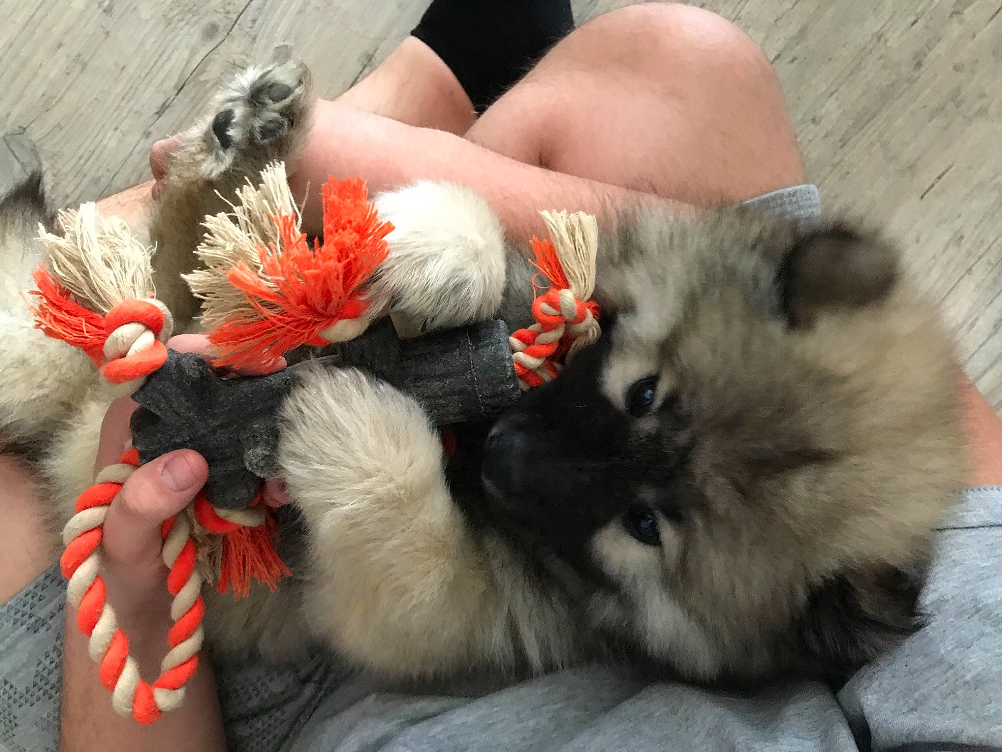 Leya participe au concours pour gagner de l'argent avec cette photo : abdomen, chest, companion_dog, dog, dog_breed, fawn, fur, german_spitz, german_spitz_mittel, human_leg, nail, paw, plant, spitz, stuffed_toy, tail, thigh, toy, toy_dog, wrist