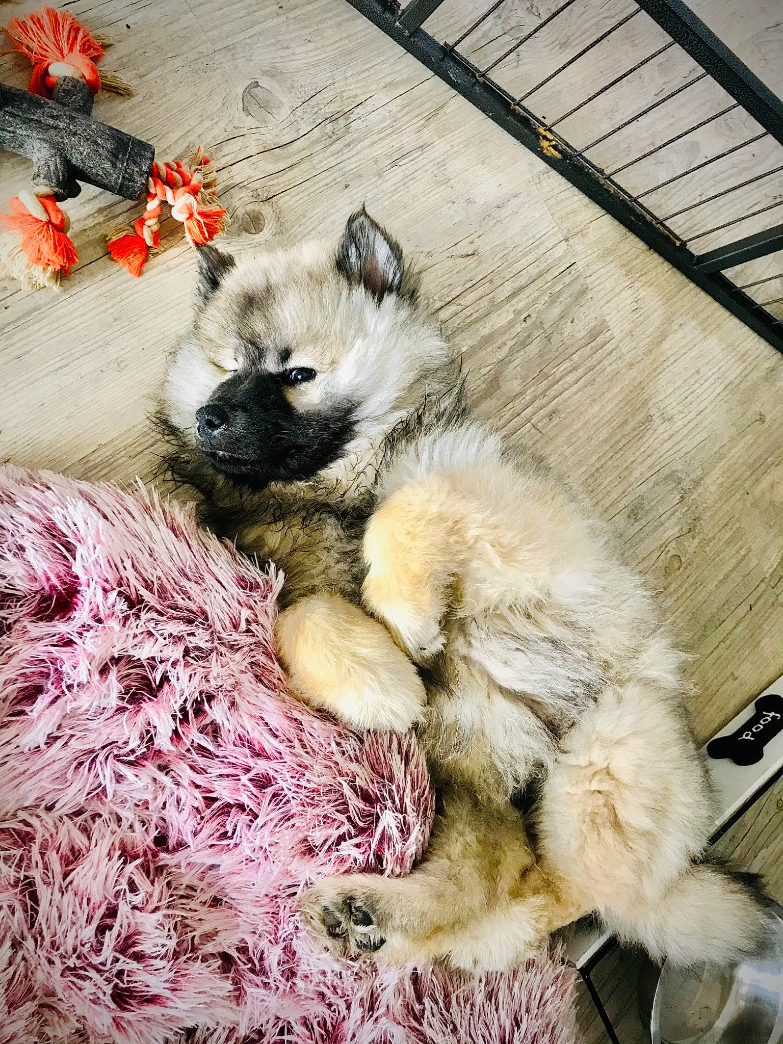 Leya a rejoint le concours — aidez-le/la à gagner de superbes lots ! canidae, carnivore, claw, companion_dog, dog, dog_breed, dog_supply, event, fawn, felidae, fur, nap, paw, sleep, snout, tail, terrestrial_animal, terrier, toy_dog, whiskers